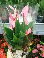 Антуриум розовый Лилли DZ74 купить в Москве