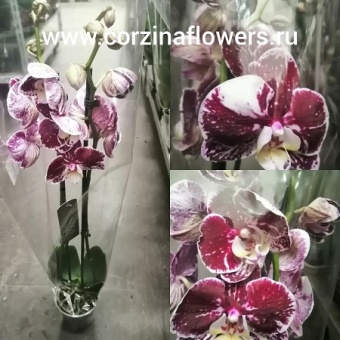 Орхидея фаленопсис Мутант 12 https://corzinaflowers.ru/catalog/komnatnye_rasteniya_i_tsvety/1500/