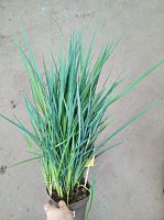 Дианелла в горшке KR4074 купить в Москве