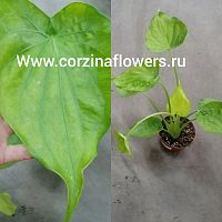 Алоказия кукуллата Лемон 30-40 см KR898 купить в Москве