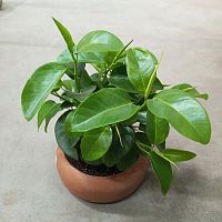Фикус рубигиноза Аустралис 25-30см KR3363 купить в Москве