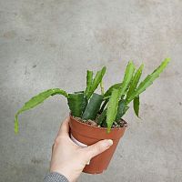 Эпифиллум Ред Тип лесной кактус KR3728 купить в Москве