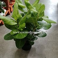 Фикус бенгальский Саншайн 50-60 см KR1079 купить в Москве