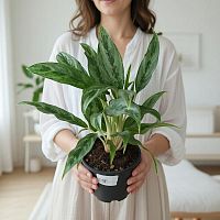 Аглаонема "Грей Хаунд" — серебристое комнатное растение | Не требует ухода, стиль для интерьера KR1559 купить в Москве