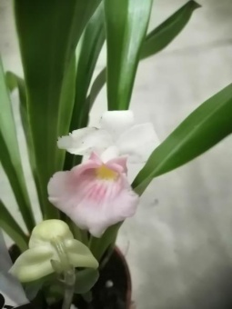 Кохлеантес бело-розовый орхидея  12см