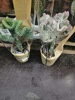 Кактус Эуфорбия Лактея микс KR2590 купить в Москве