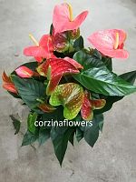 Антуриум оранжевый Принц Оф Оранж DZ83 купить в Москве