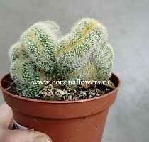 Кактус кристатный KR972 купить в Москве