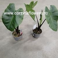 Алоказия Блэк Стэм KR1231 купить в Москве