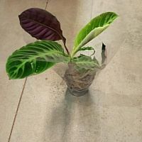 Калатея Варшевичи 25-40см KR3826 купить в Москве