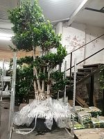 Фикус микрокарпа Гинсенг 300-350см KR2022 купить в Москве