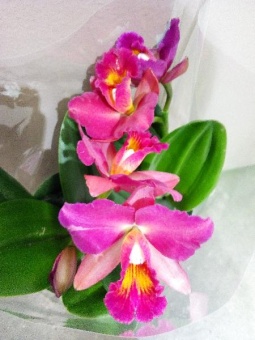 Каттлея розово-малиновая орхидея