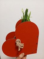 5 луковиц подснежников в кашпо сердце KM1099 купить в Москве