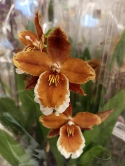 Одонтоглоссум Инферно орхидея