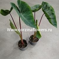 Алоказия Гавайский Пунш KR1232 купить в Москве