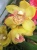 Цимбидиум желтый гибрид орхидея  14см