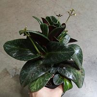 Крассула Стрейи Такли суккулент KR3464 купить в Москве