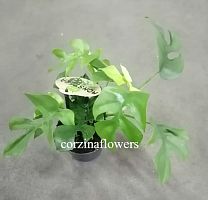 Монстера Минима (Радидофора Тетрасперма) KR1493 купить в Москве