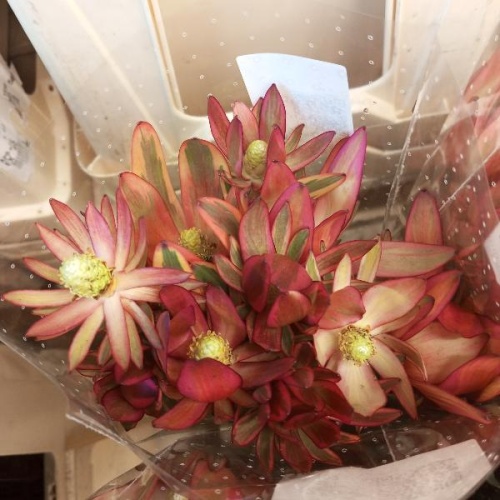 Леукадендрон Джестер срезка SR1145 купить в Москве