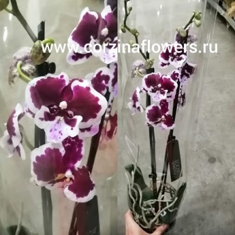  Фаленопсис Биг Лиф Ред-Вайт https://corzinaflowers.ru/catalog/komnatnye_rasteniya_i_tsvety/1639/