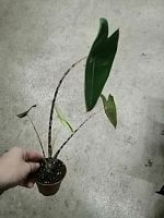 Алоказия Зебрина (Alocasia Zebrina), декоративное комнатное растение, полосатые черешки 15-20см KR3092 купить в Москве