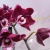 Орхидея Фаленопсис Юка 12см https://corzinaflowers.ru/catalog/komnatnye_rasteniya_i_tsvety/orkhidei_komnatnye/orkhideya_falenopsis/5835/