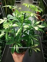 Шеффлера Герда в горшке KR375 купить в Москве