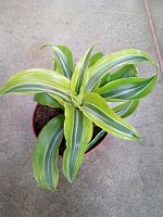 Драцена фрагранс Лемон Сюрприз KR571 купить в Москве