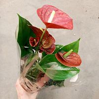 Антуриум красный Саксес Ред DZ174 купить в Москве