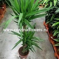 Юкка Элегант — 3 ствола | 130–140 см | Эффектное интерьерное растение KR350 купить в Москве