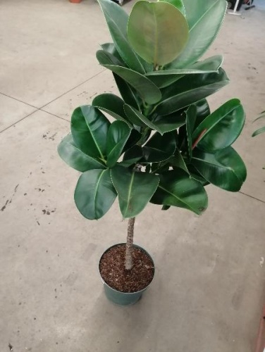 Фикус Эластика Робуста штамб 120-130см KR3252 купить в Москве