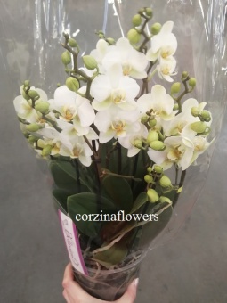 Фаленопсис Беллиссимо белый орхидея 15 5 цв