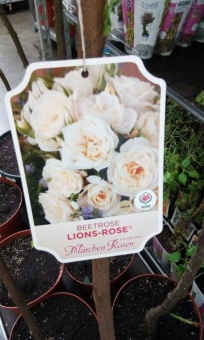 Роза штамб Лайонс Роуз 100-120см саженец 