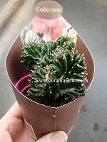 Эуфорбия Эритрея кристата KR1217 купить в Москве