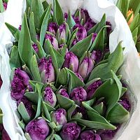 Тюльпан Фрилли Сан Клемент срезка SR1072 купить в Москве