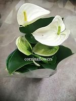 Антуриум белый Андреанум Самора DZ134 купить в Москве