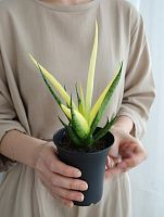 Сансевиерия Комет Кризанта Лемон KR4038 купить в Москве