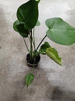 Монстера Делициоса 40-50 см KR933 купить в Москве