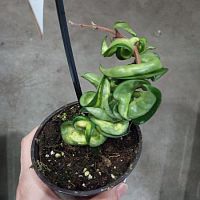 Хойя Компакта Мауна Лоа DZ830 купить в Москве