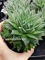 Алоэ Табо суккулент KR2203 купить в Москве
