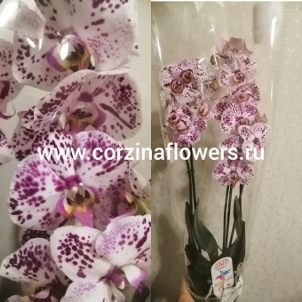 Орхидея Фаленопсис гибрид 95 О95