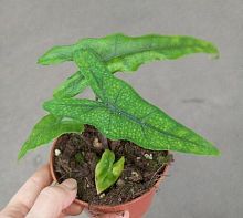 Алоказия Сабрина KR3936 купить в Москве