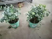 Эвкалипт Гунни 25-30см в горшке KR3028 купить в Москве