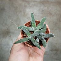 Крассула Сильвер Спарк суккулент KR3660 купить в Москве