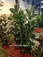 Фикус эластика Робуста 3 ст 190-210см KR480 купить в Москве