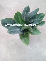 Муса (Банан) Тропикана 40-50 см KR218 купить в Москве