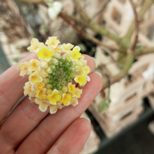 Магнолия Блаш ветки живые для декора SR1082 купить в Москве