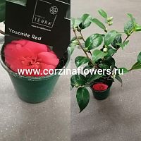Камелия красная Yosemite Red DZ159 купить в Москве