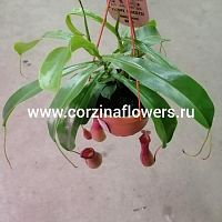Непентес Алата хищник подвесное KR859 купить в Москве