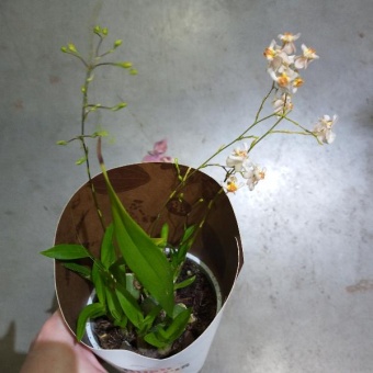 Орхидея Онцидиум твинкл вайт 8смhttps://corzinaflowers.ru/catalog/komnatnye_rasteniya_i_tsvety/orkhidei_komnatnye/orkhideya_ontsidium_ili_tantsuyushchaya_kukolka/1320/